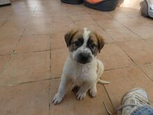BART, Hund, Maremmano-Mix in Italien - Bild 8