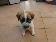 BART, Hund, Maremmano-Mix in Italien - Bild 9
