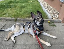 AMIRA, Hund, Mischlingshund in Düsseldorf - Bild 1