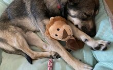 AMIRA, Hund, Mischlingshund in Düsseldorf - Bild 2
