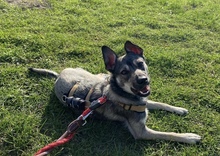 AMIRA, Hund, Mischlingshund in Düsseldorf - Bild 3