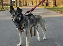AMIRA, Hund, Mischlingshund in Düsseldorf - Bild 4