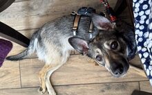 AMIRA, Hund, Mischlingshund in Düsseldorf - Bild 5