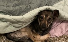 AMIRA, Hund, Mischlingshund in Düsseldorf - Bild 6