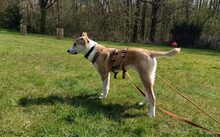 KENYO, Hund, Mischlingshund in Bad Oeynhausen - Bild 2