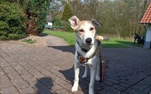 KENYO, Hund, Mischlingshund in Bad Oeynhausen - Bild 3