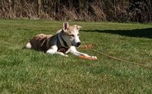 KENYO, Hund, Mischlingshund in Bad Oeynhausen - Bild 4