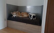 KENYO, Hund, Mischlingshund in Bad Oeynhausen - Bild 5