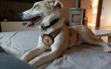 KENYO, Hund, Mischlingshund in Bad Oeynhausen - Bild 6
