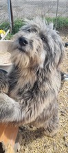 FINN, Hund, Mischlingshund in Rumänien - Bild 2