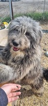 FINN, Hund, Mischlingshund in Rumänien - Bild 3