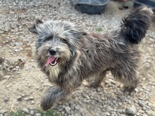 FINN, Hund, Mischlingshund in Rumänien - Bild 4