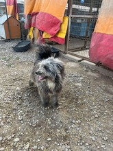 FINN, Hund, Mischlingshund in Rumänien - Bild 5