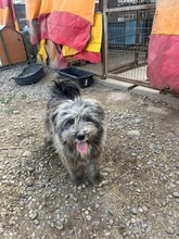 FINN, Hund, Mischlingshund in Rumänien - Bild 6
