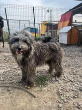 FINN, Hund, Mischlingshund in Rumänien - Bild 7