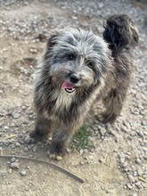 FINN, Hund, Mischlingshund in Rumänien - Bild 8