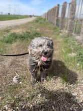 FINN, Hund, Mischlingshund in Rumänien - Bild 9