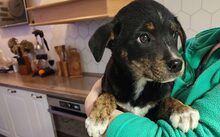 KIKO, Hund, Mischlingshund in Marburg