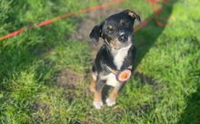 KIKO, Hund, Mischlingshund in Marburg - Bild 2