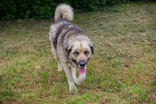 NIKAN, Hund, Herdenschutzhund-Mix in Kroatien - Bild 1