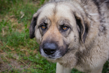 NIKAN, Hund, Herdenschutzhund-Mix in Kroatien - Bild 2