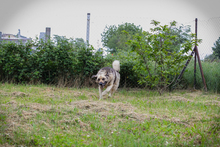 NIKAN, Hund, Herdenschutzhund-Mix in Kroatien - Bild 3