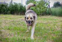 NIKAN, Hund, Herdenschutzhund-Mix in Kroatien - Bild 4