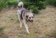 NIKAN, Hund, Herdenschutzhund-Mix in Kroatien - Bild 5
