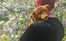 XAVIER, Hund, Mischlingshund in Bergen