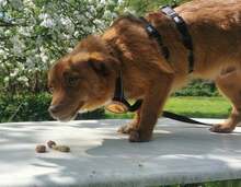 XAVIER, Hund, Mischlingshund in Bergen - Bild 2