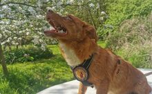 XAVIER, Hund, Mischlingshund in Bergen - Bild 3