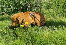 XAVIER, Hund, Mischlingshund in Bergen - Bild 4