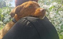 XAVIER, Hund, Mischlingshund in Bergen - Bild 5