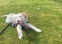 ROSA, Hund, Herdenschutzhund-Mix in Ascheberg