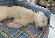 ROSA, Hund, Herdenschutzhund-Mix in Ascheberg - Bild 2