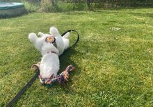 ROSA, Hund, Herdenschutzhund-Mix in Ascheberg - Bild 3