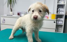 ROSA, Hund, Herdenschutzhund-Mix in Ascheberg - Bild 5