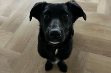 OREO, Hund, Mischlingshund in Grabenstetten - Bild 2