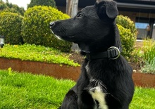 OREO, Hund, Mischlingshund in Grabenstetten - Bild 3
