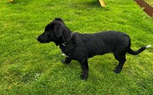 OREO, Hund, Mischlingshund in Grabenstetten - Bild 4