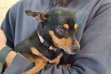 POLLY, Hund, Pinscher-Chihuahua-Mix in Italien - Bild 1