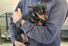 POLLY, Hund, Pinscher-Chihuahua-Mix in Italien - Bild 2