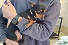 POLLY, Hund, Pinscher-Chihuahua-Mix in Italien - Bild 3