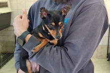 POLLY, Hund, Pinscher-Chihuahua-Mix in Italien - Bild 4