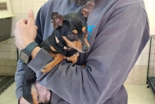 POLLY, Hund, Pinscher-Chihuahua-Mix in Italien - Bild 5