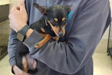 POLLY, Hund, Pinscher-Chihuahua-Mix in Italien - Bild 6