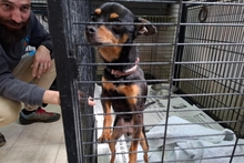 POLLY, Hund, Pinscher-Chihuahua-Mix in Italien - Bild 7