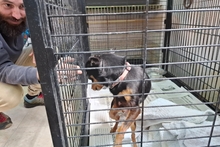 POLLY, Hund, Pinscher-Chihuahua-Mix in Italien - Bild 8