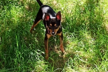 POLLY, Hund, Pinscher-Chihuahua-Mix in Griesheim - Bild 10