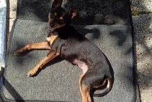 POLLY, Hund, Pinscher-Chihuahua-Mix in Griesheim - Bild 11